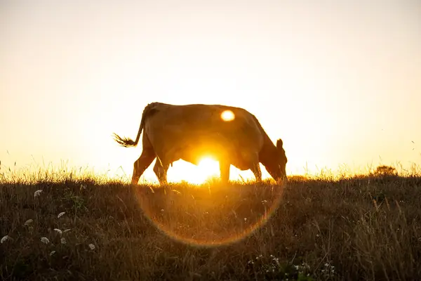 Pastures at sunset