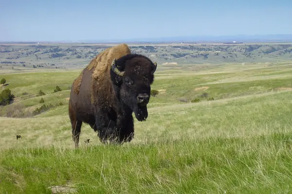 Bison on the mixed-grass prairie