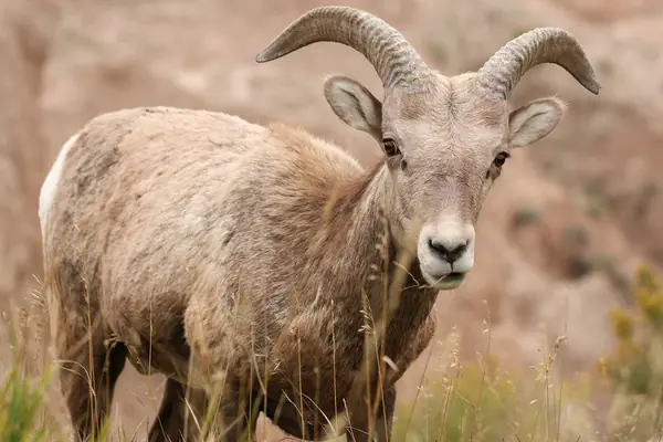 A bighorn sheep in the badlands