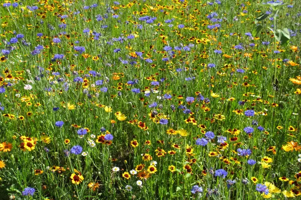 Wildflowers near Bend