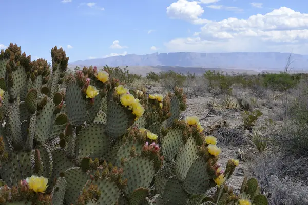 Cactus and desert