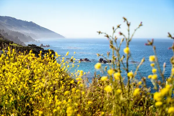 Spring wildflowers above the Pacific