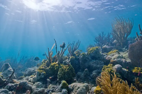The coral reef underwater