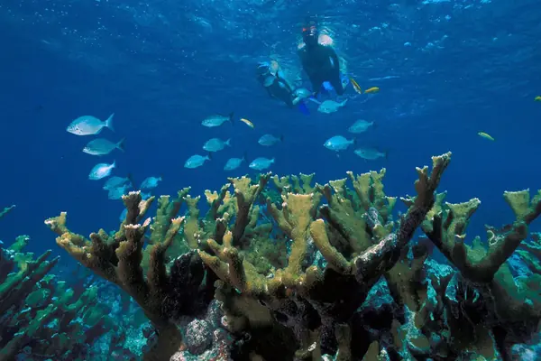 Elkhorn coral