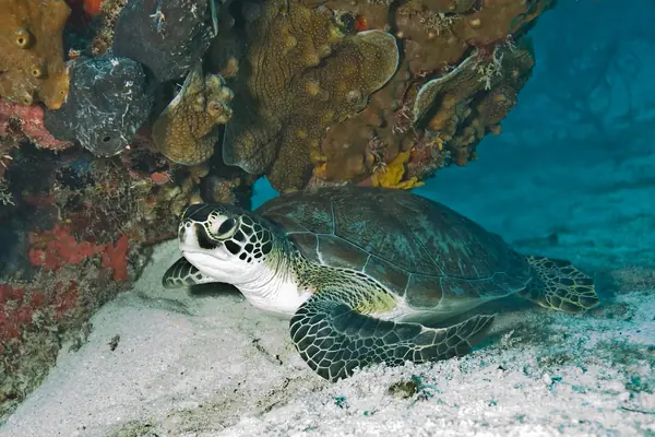 A green sea turtle