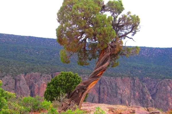 A weathered juniper on the rim