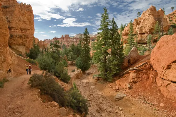 Pink hoodoos and pines