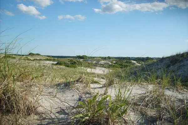 Dune grass at Sandy Neck