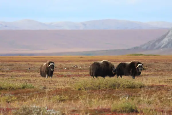 Muskox and geese on the shore