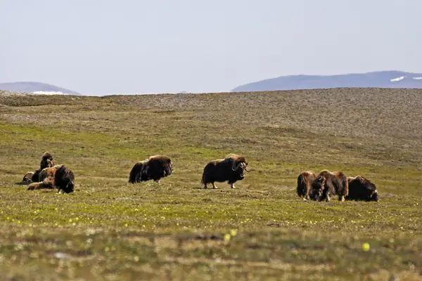 Muskox graze the Kakagrak Hills