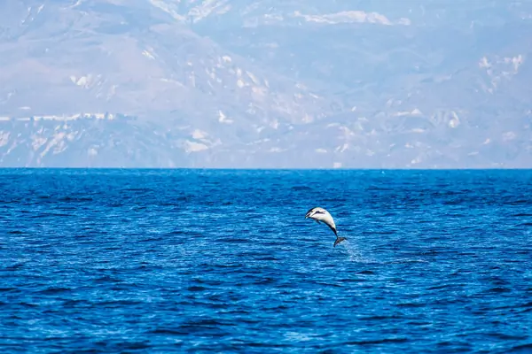 Common dolphins offshore