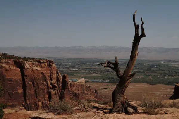 A juniper clings to the rim