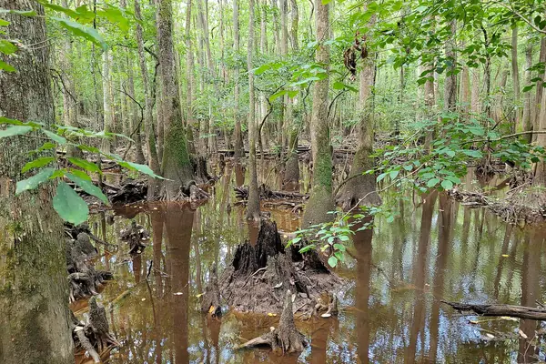 Still water mirrors the floodplain forest