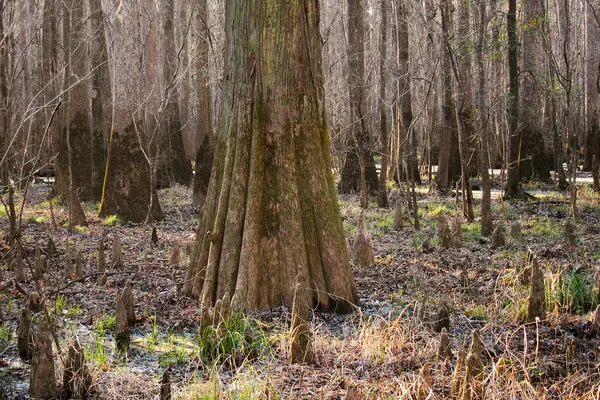 Towering bald cypress