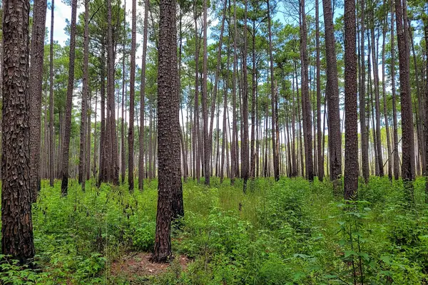 Cypress knees rise from the swamp