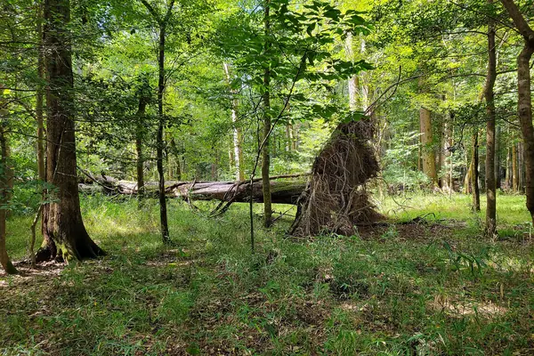 Sunlight in the old-growth bottomland
