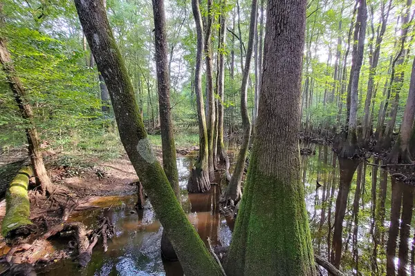 Reflections on the floodplain