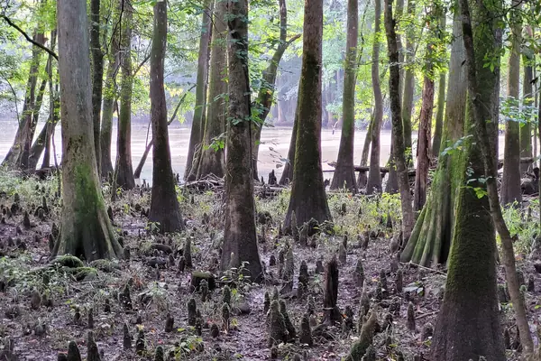 Some of the tallest trees in the East