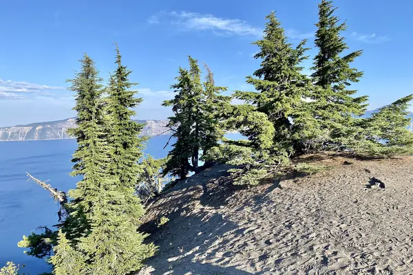 Framed by the rim's pines