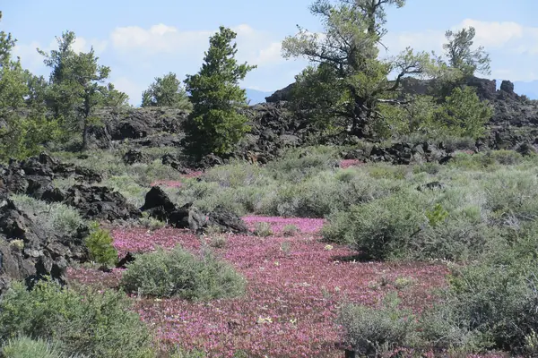 Dwarf monkeyflower blooms on the lava