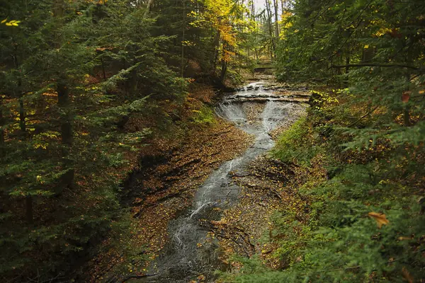 A wooded ravine