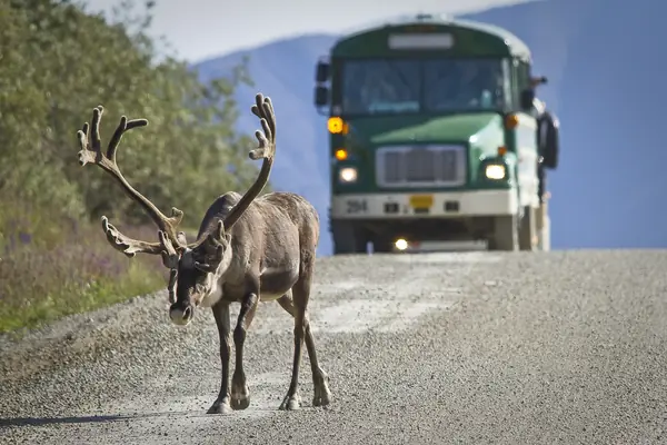 Caribou on the park road