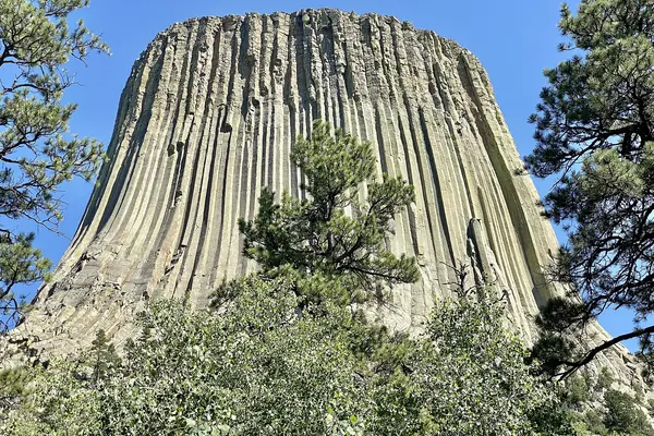 The tower over the pines