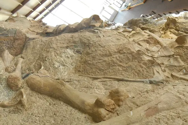 Dinosaur bones in the Quarry wall