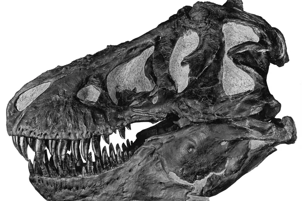 A fossil skull at the Quarry