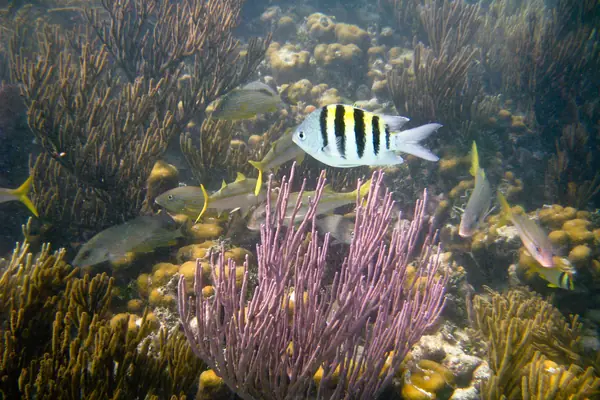 Reef life beneath the surface