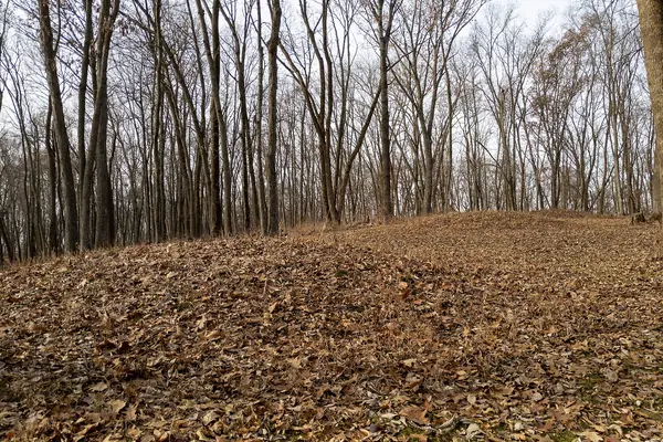 Ancient mounds in the forest