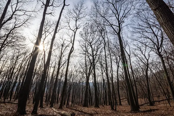 A wooded trail past the mounds