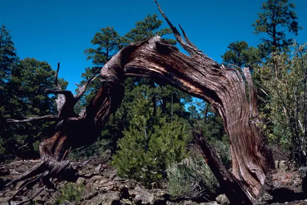 A weathered tree on the lava