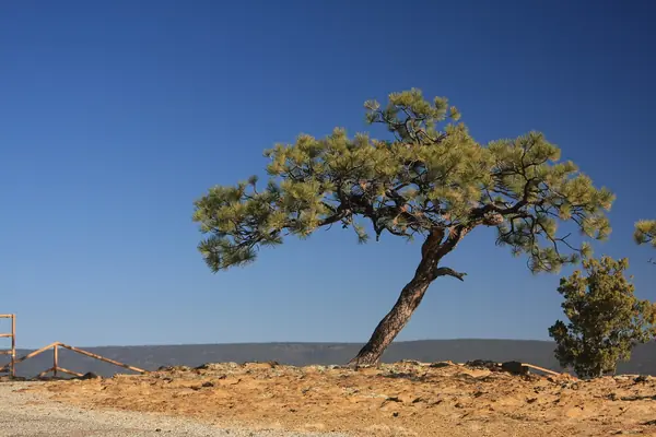 A lone pine on the slickrock