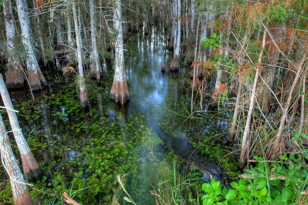 A cypress dome in the sawgrass