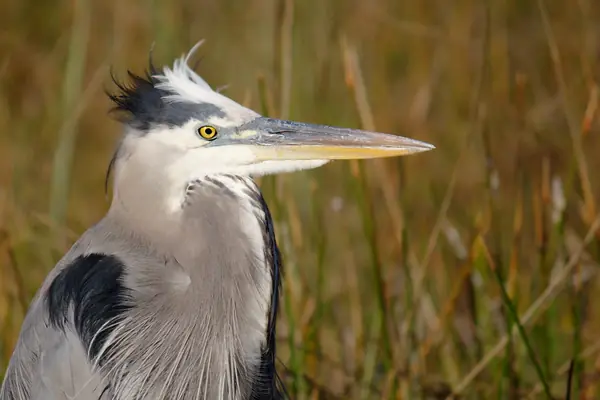 A great blue heron