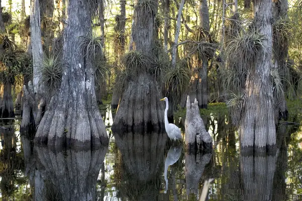 A great egret