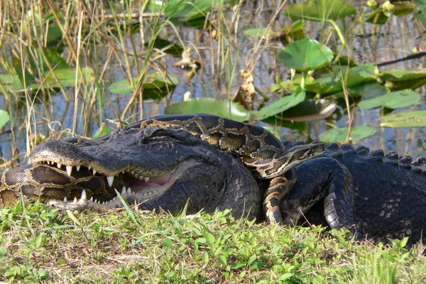 An alligator and an invasive python