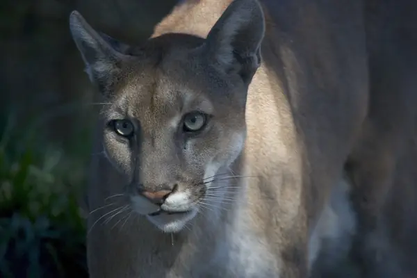 The endangered Florida panther