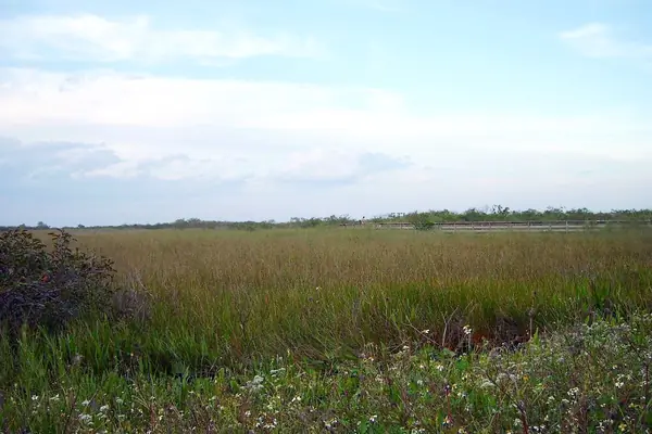 The Anhinga Trail marsh