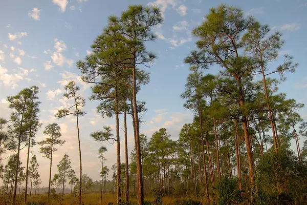 Pine rockland habitat
