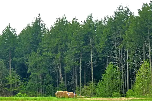 The memorial's quiet grounds