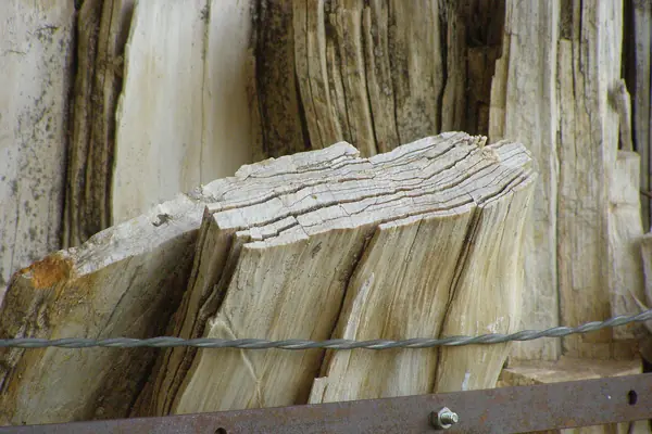 A giant petrified redwood stump