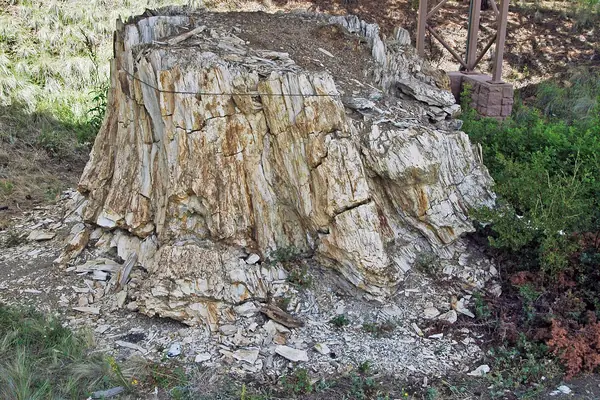 The fossilized base of an ancient redwood