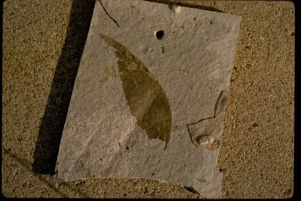 Exquisitely preserved fossil insects and leaves