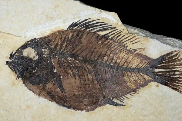 A perfectly preserved fossil fish