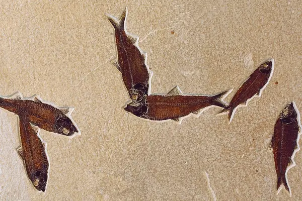 A mass of fossilized Knightia fish