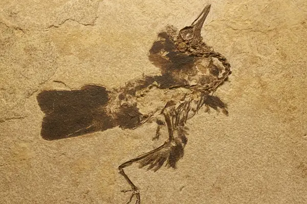 A fossil bird from the formation