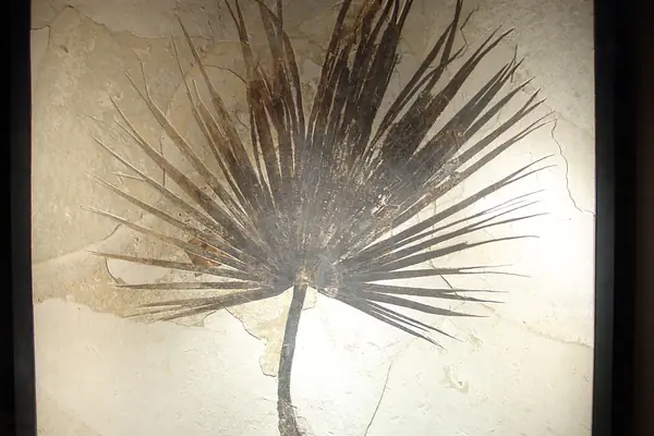 A fossilized palm frond