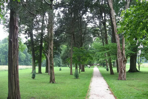 A cedar-lined lane on the estate